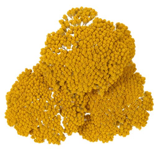 Achillea Schafgarbe