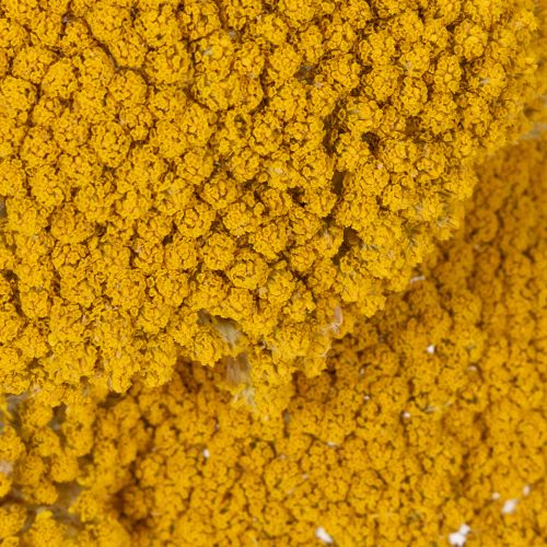 Achillea Schafgarbe