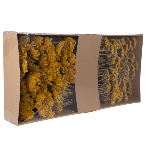 Achillea Schafgarbe