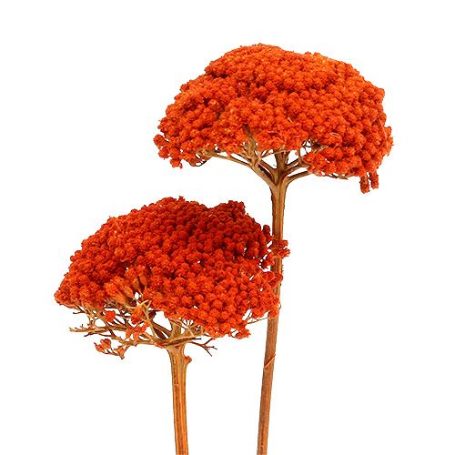 Achillea 1kg Orange