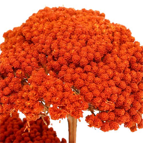 Artikel Achillea Orange Trockenblumen Schafgarbe 45-60cm 1kg