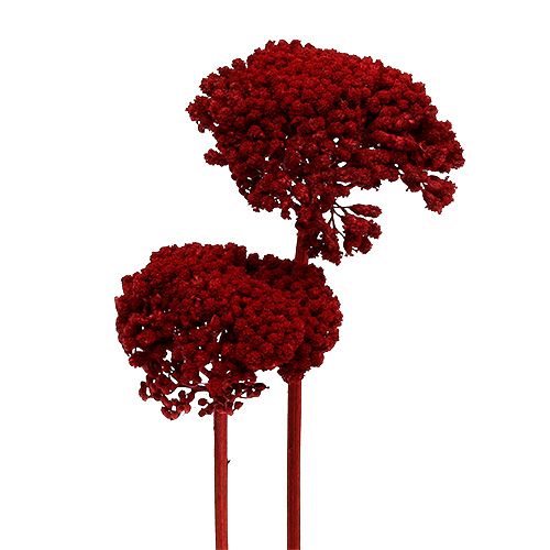Artikel Achillea 1kg Weinrot