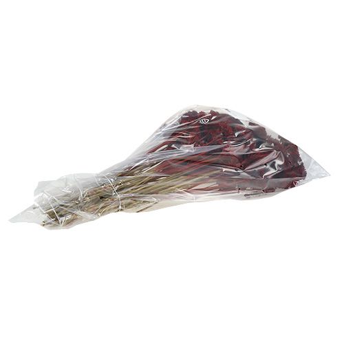Artikel Achillea 1kg Weinrot