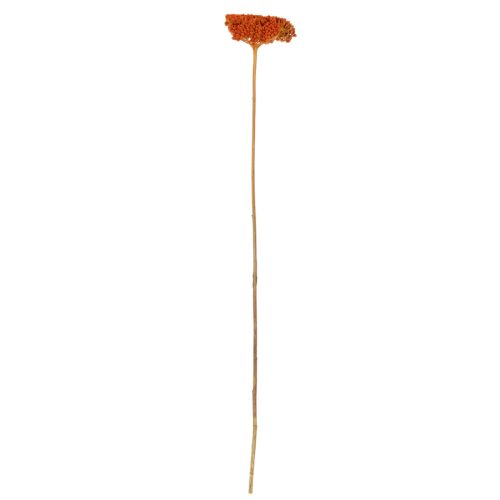 Trockenblumen Achillea Orange 45-60 cm 1 kg | Floristik24.at