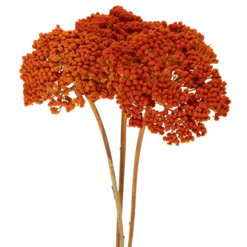 Trockenblumen Achillea Orange