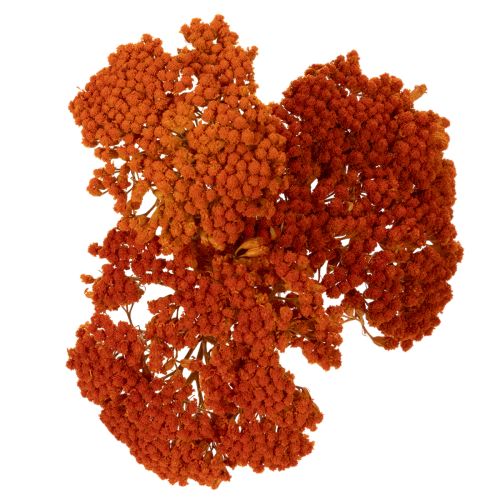 Trockenblumen Achillea Orange