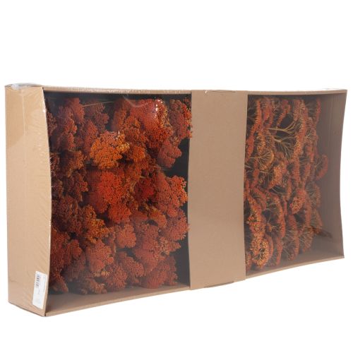 Trockenblumen Achillea Orange