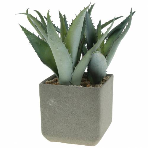 Floristik24 Sukkulente Agave im Topf H17cm