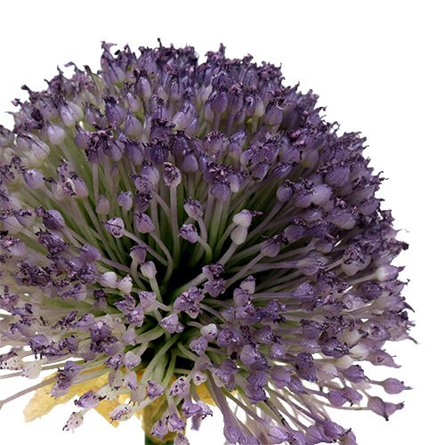 Artikel Allium 87cm Lavendel