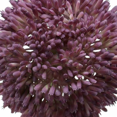 Floristik24 Zierlauch Allium künstlich Lila Ø12cm 65cm