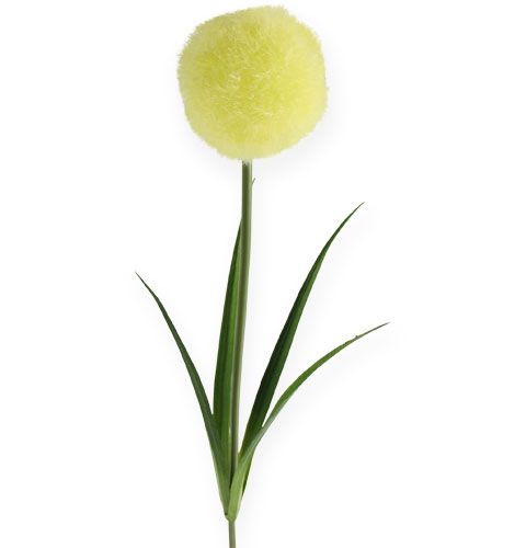Floristik24 Allium Gelb 68cm