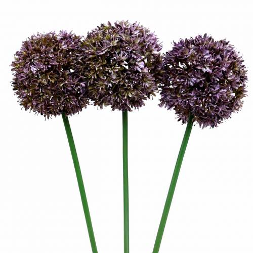 Floristik24 Zierlauch Allium künstlich Lila 70cm 3St