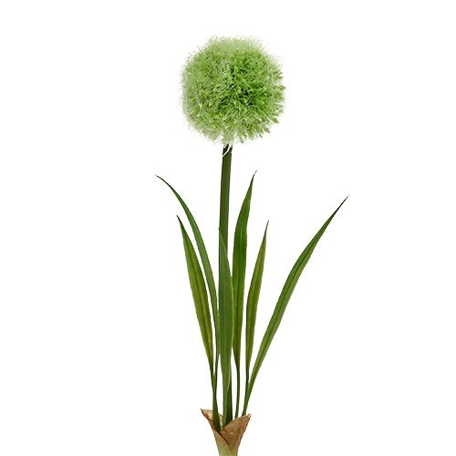 Floristik24 Allium Grün L37,5cm 4St