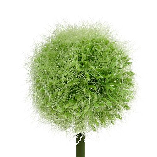 Floristik24 Allium Grün L37,5cm 4St