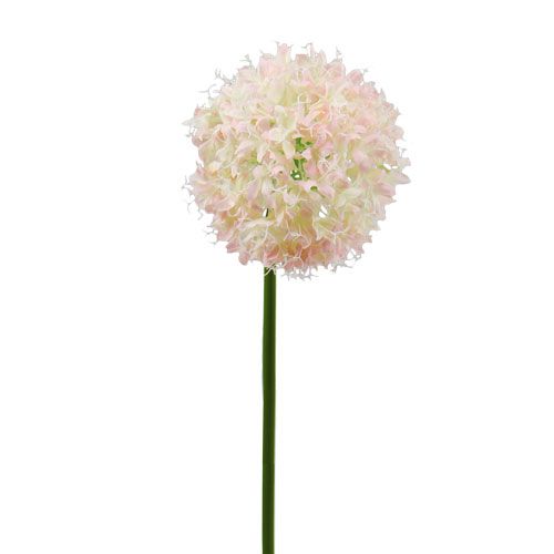 Floristik24 Allium Creme-Rosa Ø15cm L70cm