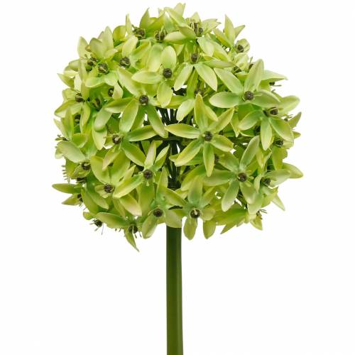 Floristik24 Zierlauch Allium, Seidenblume, künstlicher Kugellauch Grün Ø20cm L72cm