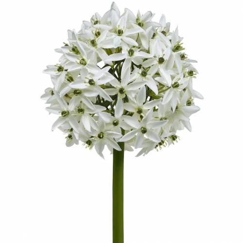 Floristik24 Deko-Blume Allium, künstlicher Kugellauch, Zierlauch Weiß Ø20cm L72cm