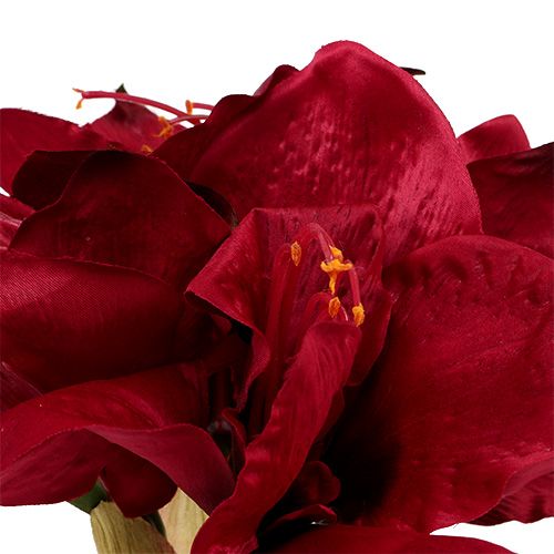 Floristik24 Amaryllis Dunkelrot L 73cm 2St