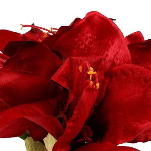 Floristik24 Amaryllis Rot L 73cm 2St