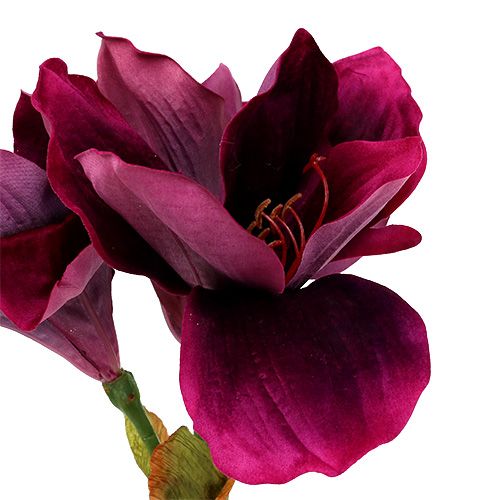 Floristik24 Amaryllis mit Samt Erika 60cm