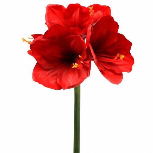 Floristik24 Amaryllis Rot 75cm