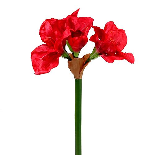 Floristik24 Amaryllis Dunkelrot 72,5cm