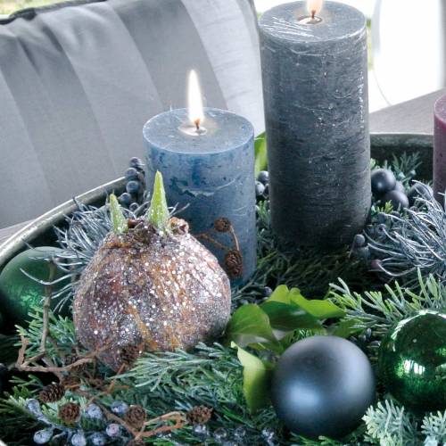 Floristik24 Amarylliszwiebel mit Glitter künstlich Braun H19cm