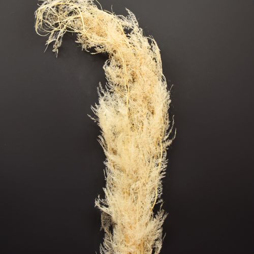 Floristik24 Asparagus Trockengräser Zierspargel Apricot 90cm 5 St