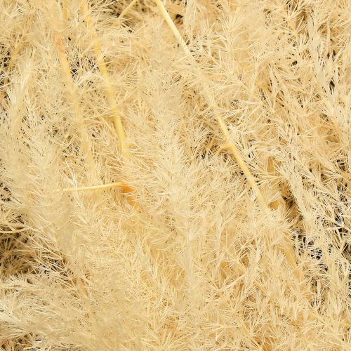Artikel Asparagus Trockengräser Zierspargel Apricot 90cm 5 St