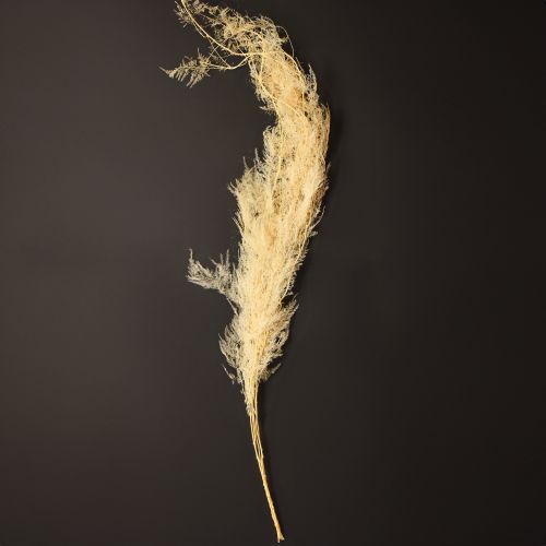 Artikel Asparagus Trockengräser Zierspargel Apricot 90cm 5 St