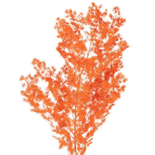 Trockenblumen Asparagus-Zweig 65 cm gefärbt Orange