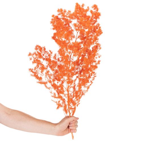 Trockenblumen Asparagus-Zweig 65 cm gefärbt Orange | Floristik24.at