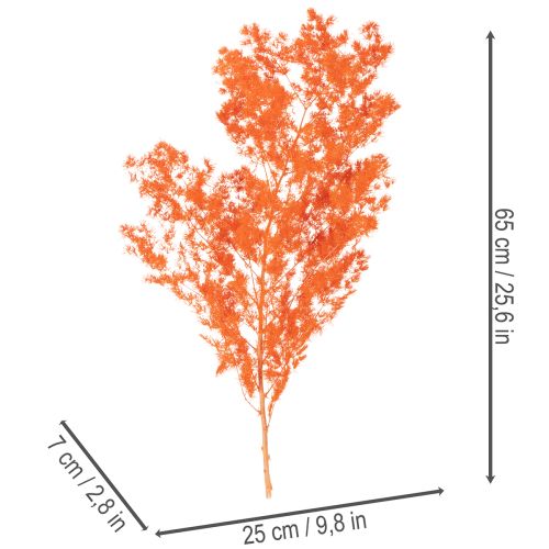 Trockenblumen Asparagus-Zweig 65 cm gefärbt Orange | Floristik24.at