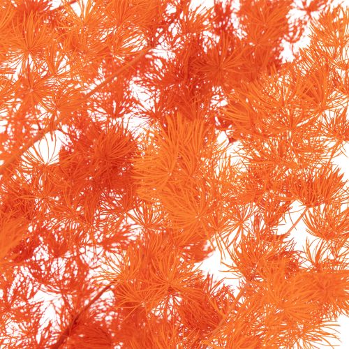 Trockenblumen Asparagus-Zweig 65 cm gefärbt Orange | Floristik24.at