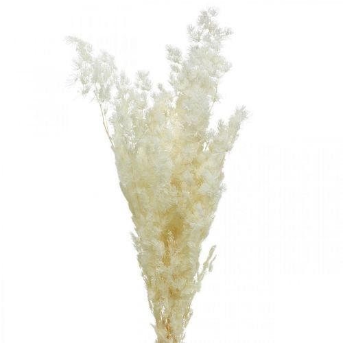 Asparagus Trockendeko Weiß Getrocknetes Ziergras 100g
