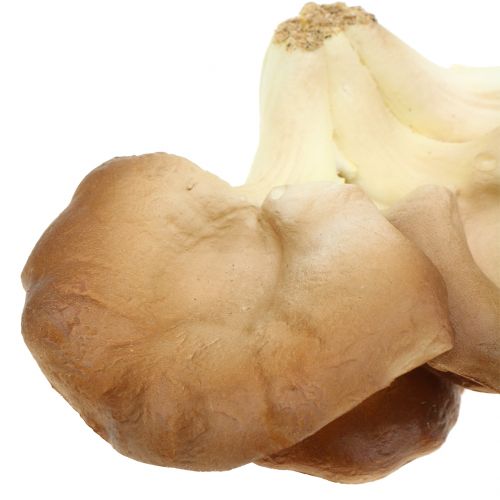 Floristik24 Austernseitling Deko Pilz Braun 12cm x 19cm