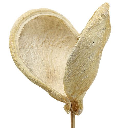 Floristik24 Badam am Stiel gebleicht 6cm - 12cm L55cm 23 St