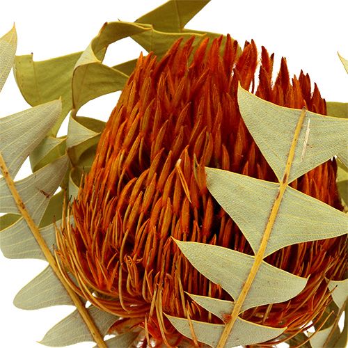 Floristik24 Banksia Baxterii Orange 8 St