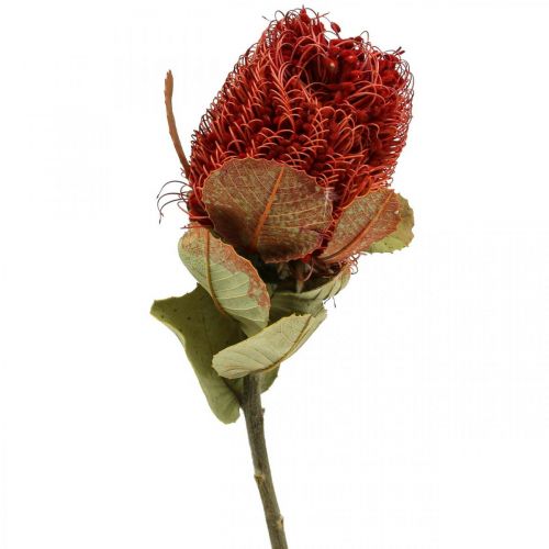 Floristik24 Banksia Baxteri Banksie Exoten Trockenblumen Rot 10St