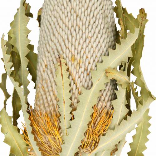 Floristik24 Banksia Hookerana natur 7 St