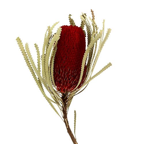 Artikel Banksia Hookerana rot 7St