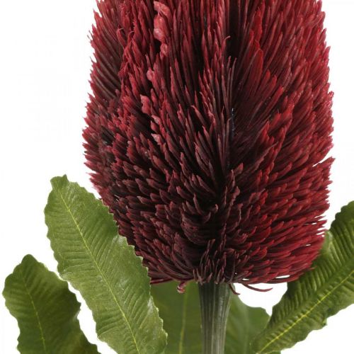 Artikel Kunstblume Banksia Rot Burgund Künstliche Exoten 64cm