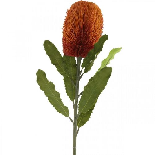 Floristik24 Kunstblume Banksia Orange Herbstdeko Trauerfloristik 64cm