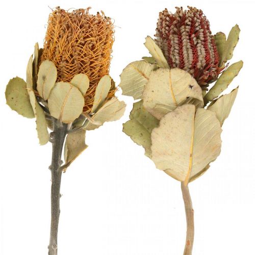 Floristik24 Banksia coccinea Trockenblumen Natur 10St