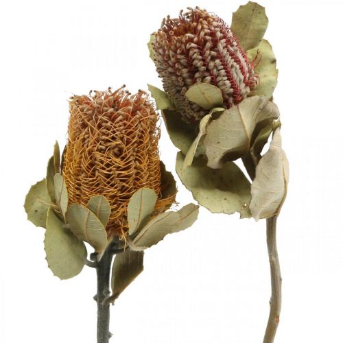 Floristik24 Banksia coccinea Trockenblumen Natur 10 St