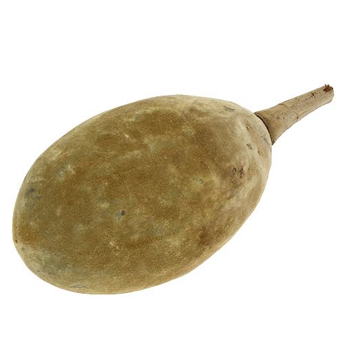 Floristik24 Baobab Frucht Natur 15cm - 20cm