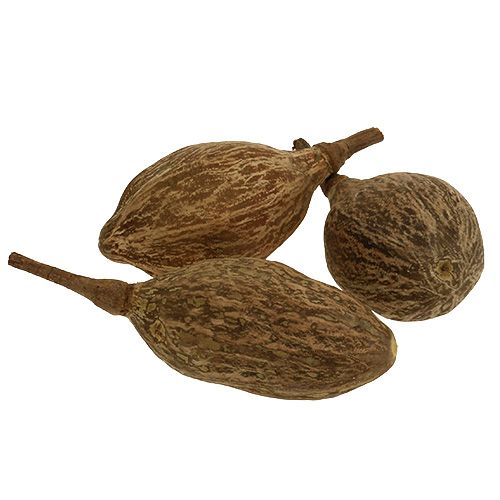 Floristik24 Baobab Frucht geschält 15cm - 20cm Natur 5St