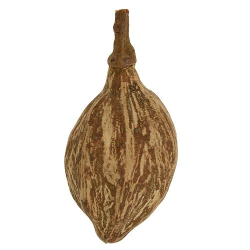 Floristik24 Baobab Frucht geschält 15cm - 20cm Natur 5St