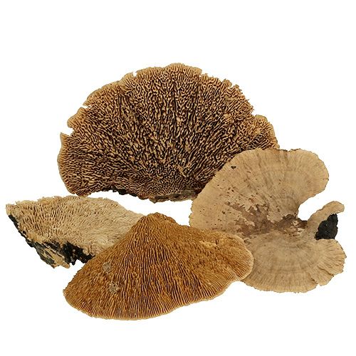 Floristik24 Baumschwamm Natur 500g