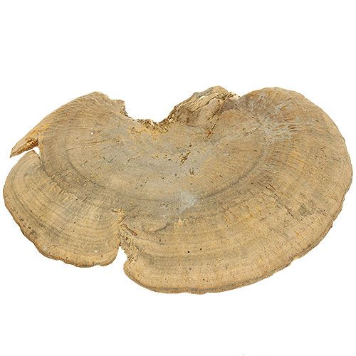 Floristik24 Baumschwamm Natur Deko Pilze getrocknet 6cm 1kg